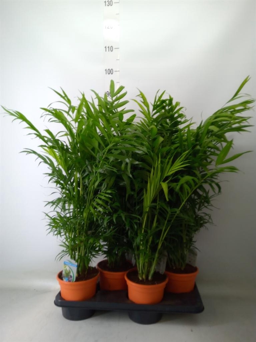 <h4>Chamaedorea elegans</h4>