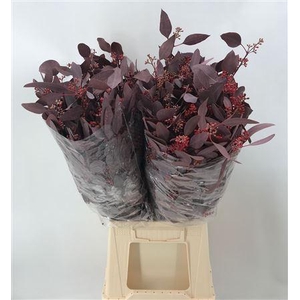 Euca Pop Bes Abs Flow 300