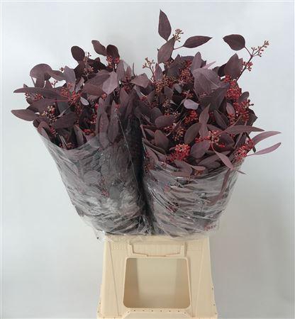 <h4>Euca Pop Bes Abs Flow 300</h4>