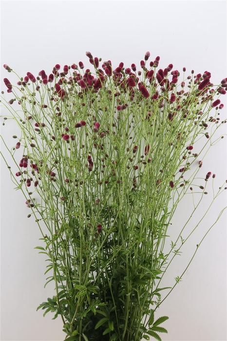 Sanguisorba Of Arnhem