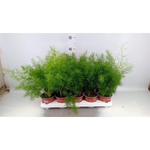 Asparagus dens. 'Sprengeri'