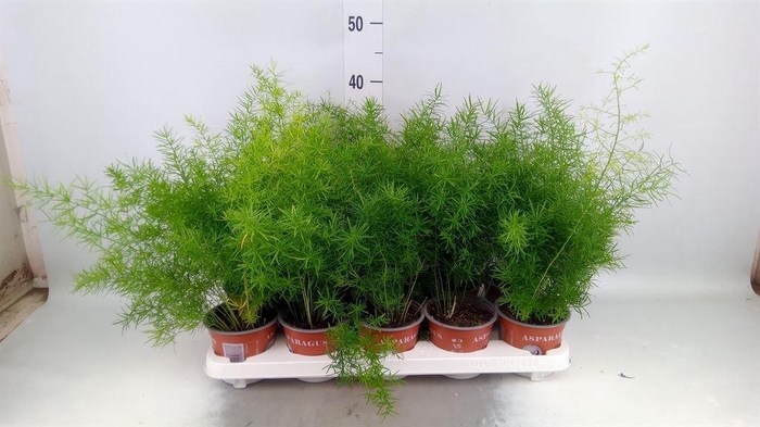 <h4>Asparagus dens. 'Sprengeri'</h4>
