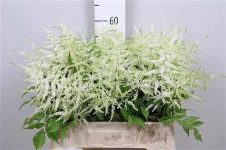 <h4>Astilbe japonica 'Whasingthon'</h4>