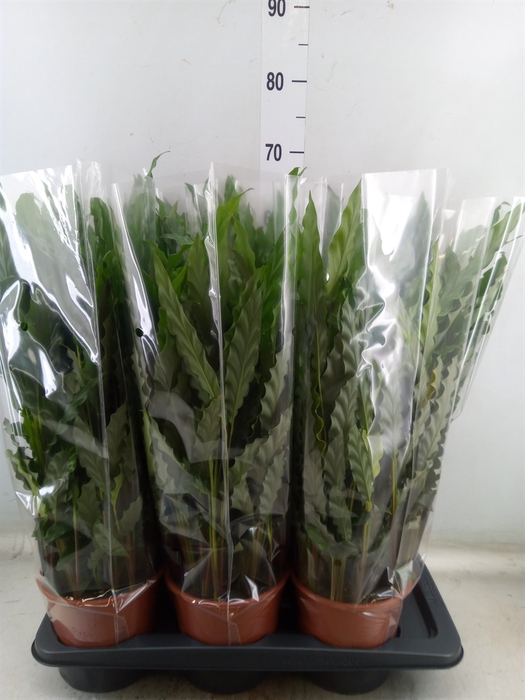 <h4>Calathea rufibarba 'Blue Grass'</h4>