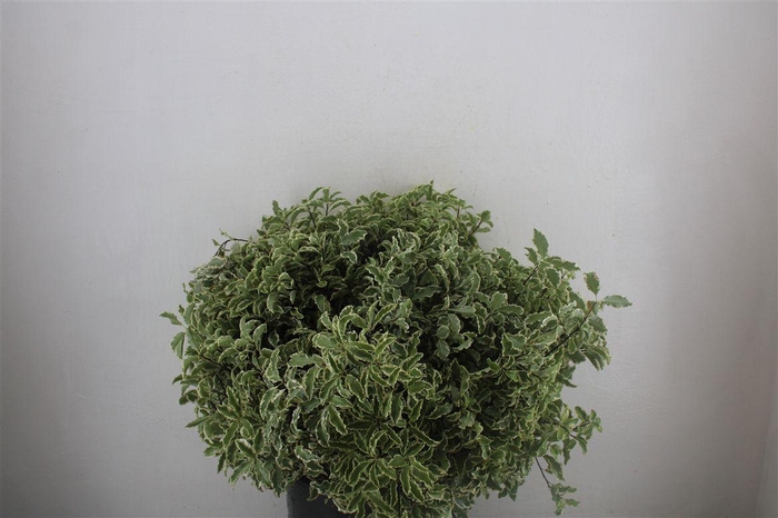 <h4>Pitto Nigra 150gr P Bunch</h4>