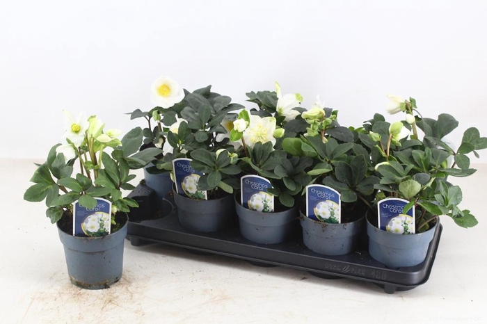 <h4>HELL NI CHR CAROL</h4>