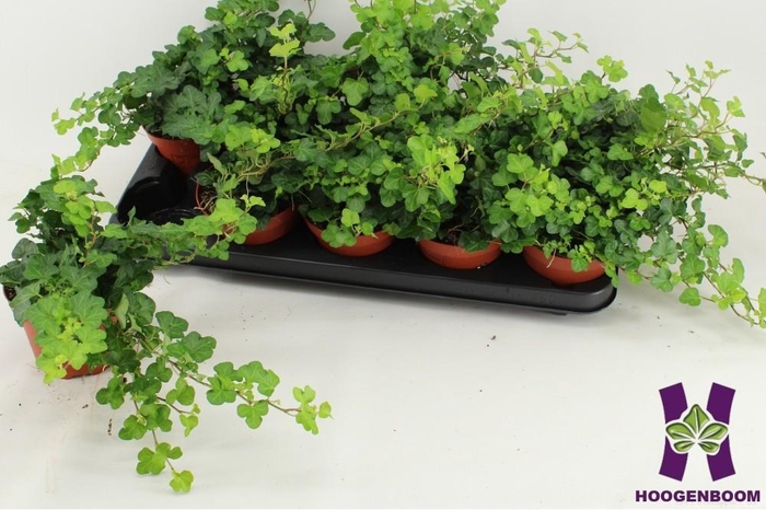 <h4>HED HE WONDER</h4>