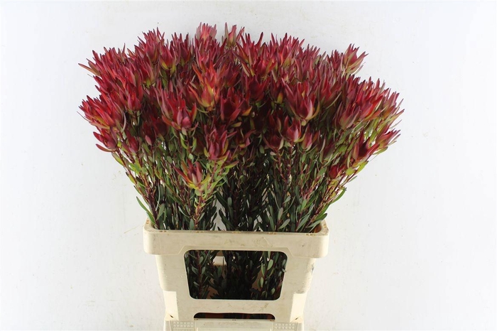 <h4>LEUCAD SAL BLUSH</h4>