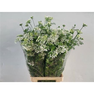 Orlaya Grandfl White