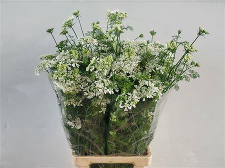 <h4>Orlaya Grandfl White</h4>
