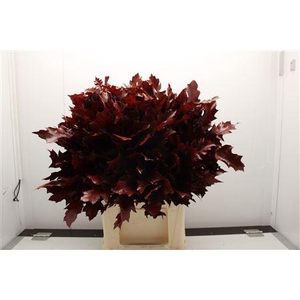 Eik F Grof Rood 60cm