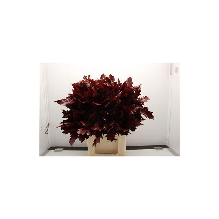 <h4>Eik F Grof Rood 60cm</h4>
