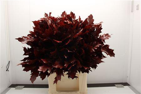 Eik F Grof Rood 60cm