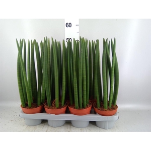Sansevieria cyl.  ...