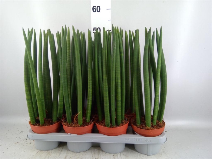 <h4>Sansevieria cyl.  ...</h4>