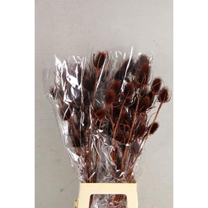 Df Dipsacus Brown Bs 130g