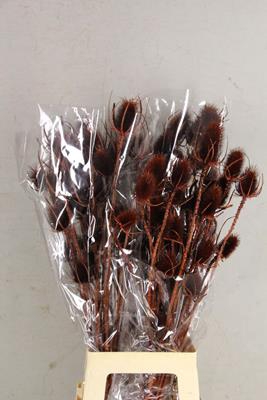 Df Dipsacus Brown Bs 130g