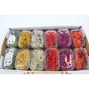 Moss Icelandic Box Mixed