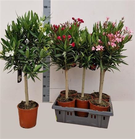 <h4>Nerium Oleander Stam 5 Branche</h4>