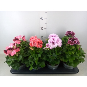 Pelargonium gran.   ..mix