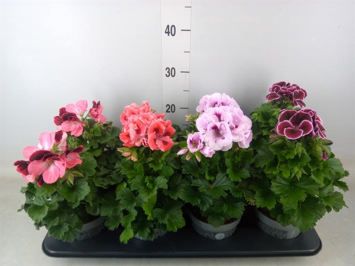 <h4>Pelargonium gran.   ..mix</h4>