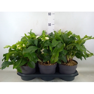 Helleborus  'Viv Amalia'