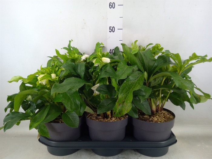 <h4>Helleborus  'Viv Amalia'</h4>