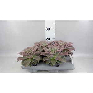 Echeveria   ...