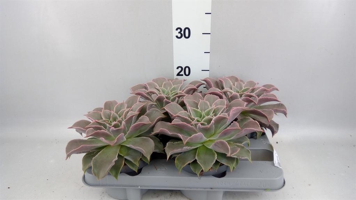 <h4>Echeveria ...</h4>