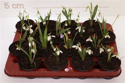 <h4>P.GALANTHUS NIV IN POT</h4>