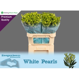 ALST FL WHITE PEARL