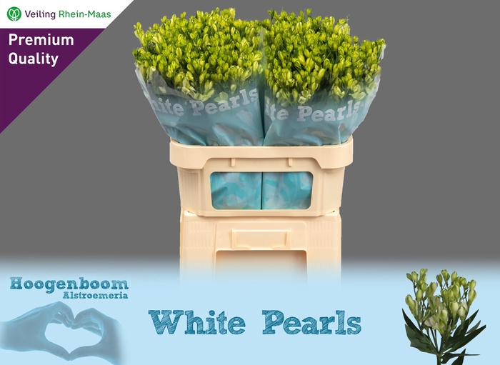 <h4>ALST FL WHITE PEARL</h4>