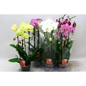 PHAL EL CASCADE