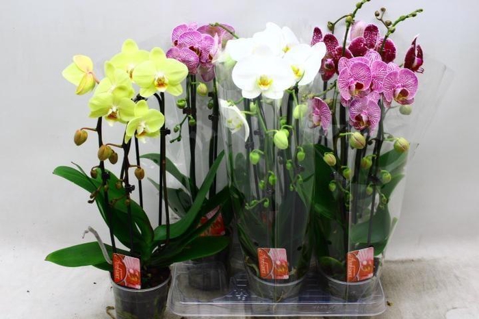 <h4>PHAL EL CASCADE</h4>