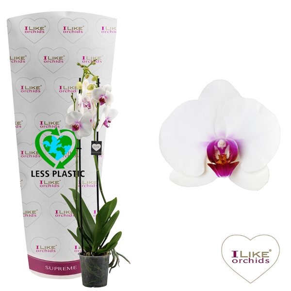<h4>Phalaenopsis Scarlion - 3 tak 70cm (Less Plastic)</h4>