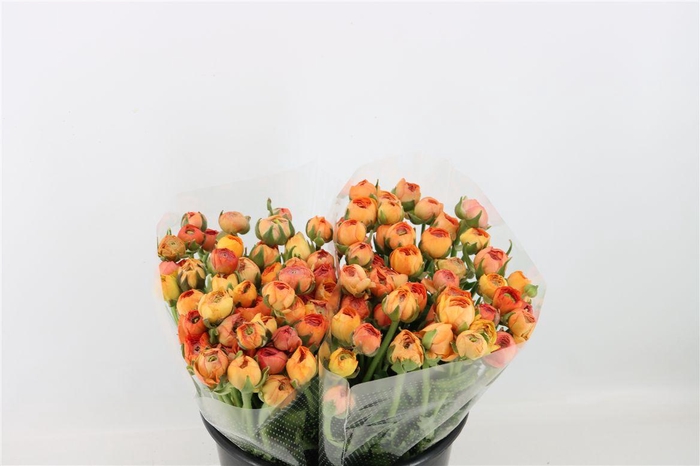 <h4>Ran Amandine Salmon Pastel</h4>