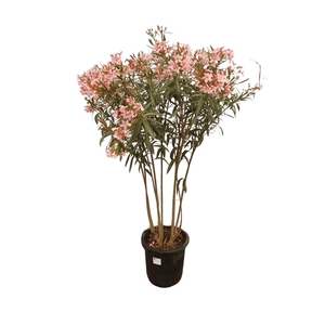 Nerium Oleander - 180cm