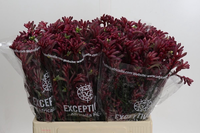 Anigozanthos Bush Princess