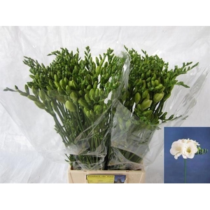 Freesia du Versailles