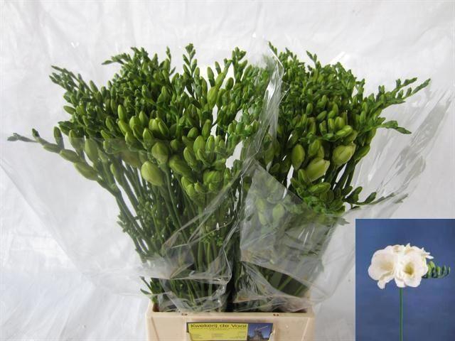 <h4>Freesia du Versailles</h4>