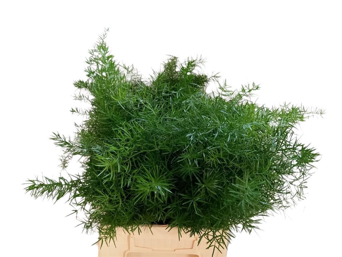 <h4>Asp Dens Sprengeri 50cm</h4>