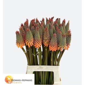 KNIP ALCAZAR