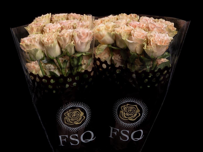 <h4>R GR Exotix Pop</h4>