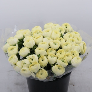 Ranunculus Su Creme | Heavy Quality