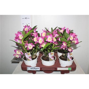 Dend Nobile 2-3 Branches