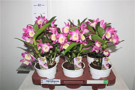 <h4>Dend Nobile 2-3 Branches</h4>