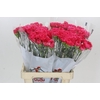 Dianthus St Lamoira
