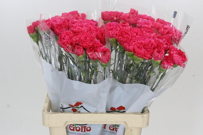 <h4>Dianthus St Lamoira</h4>