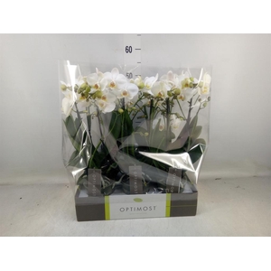 Phalaenopsis multi.   ...white