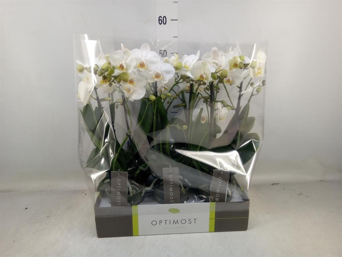<h4>Phalaenopsis multi. ...white</h4>